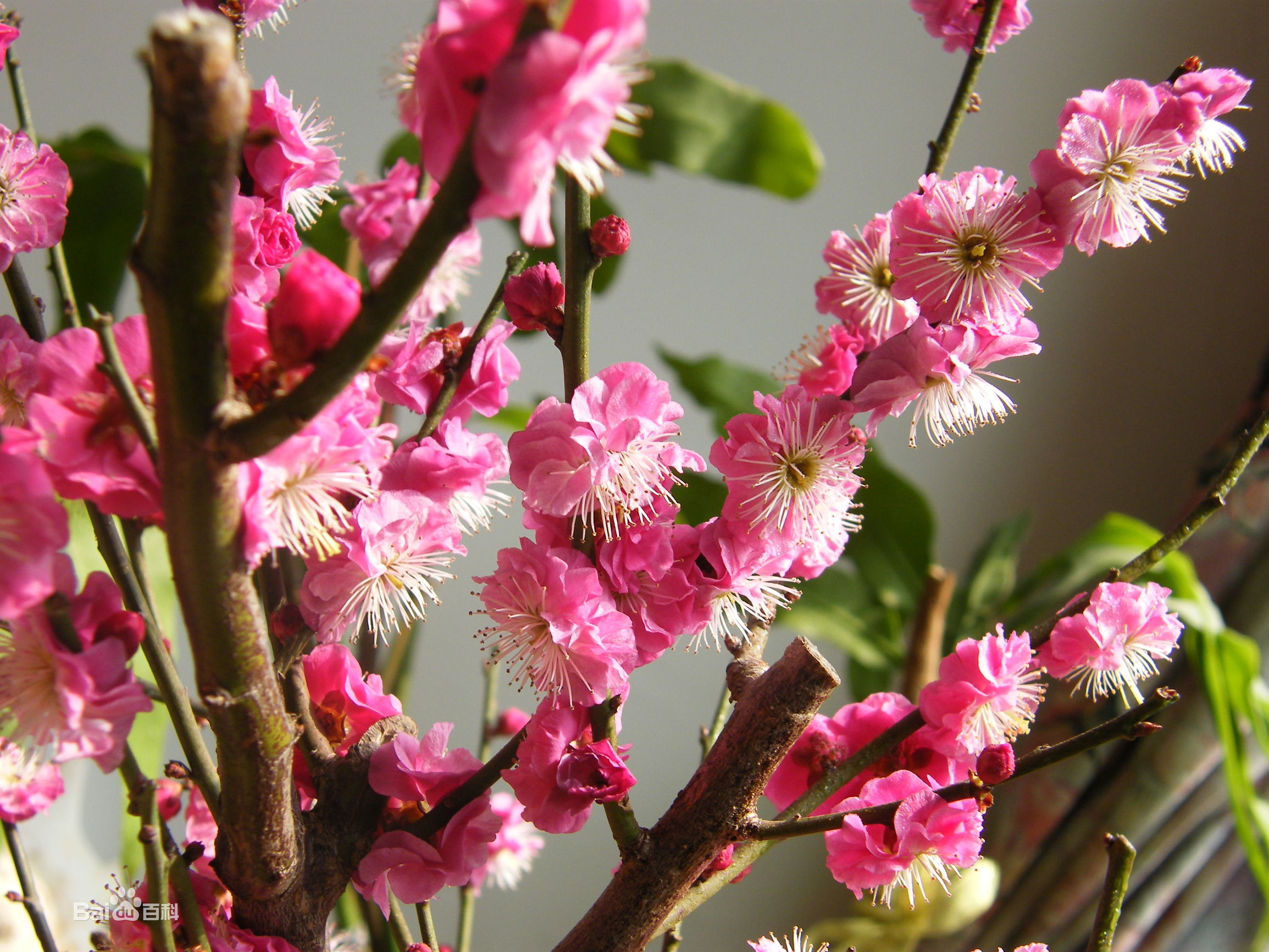 日本有樱花中国有什么花,日本有樱花还有什么花