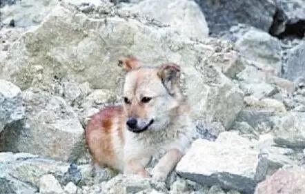 宠物感动瞬间催泪视频,宠物感人