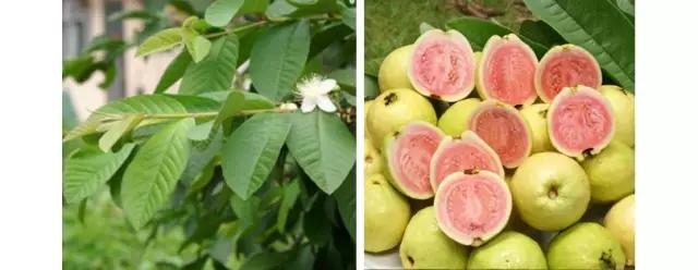 番石榴和鸡屎果的图片,鸡屎果番石榴