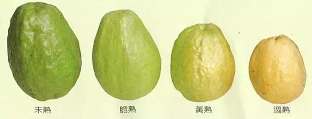 番石榴和鸡屎果的图片,鸡屎果番石榴