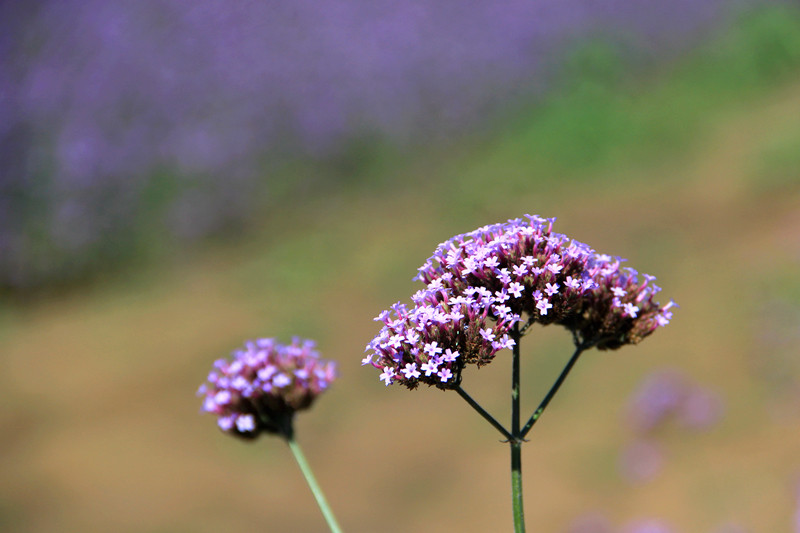 北京东方普罗旺斯薰衣草庄园,国外普罗旺斯薰衣草庄园夕阳