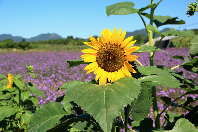 北京东方普罗旺斯薰衣草庄园,国外普罗旺斯薰衣草庄园夕阳