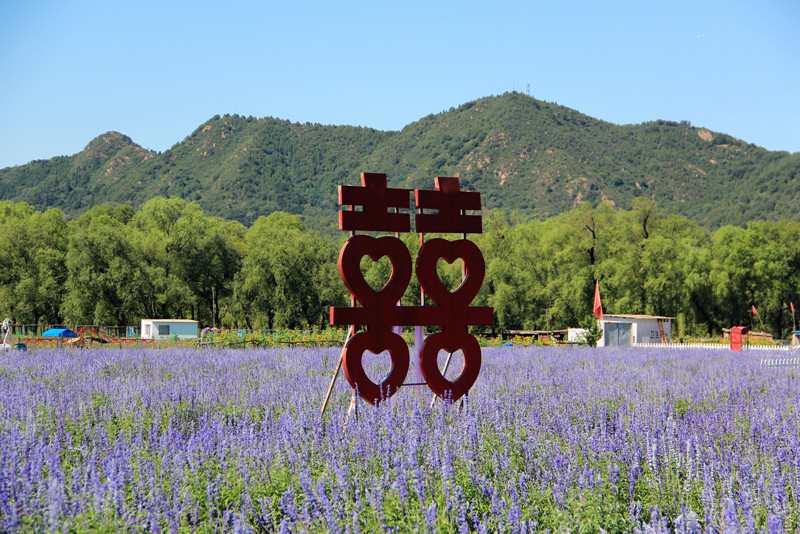 北京东方普罗旺斯薰衣草庄园,国外普罗旺斯薰衣草庄园夕阳