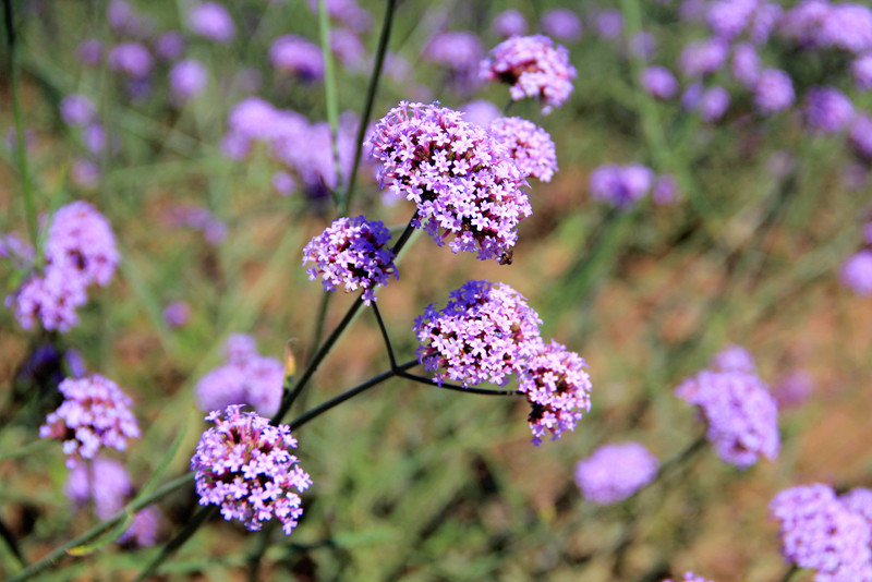 北京东方普罗旺斯薰衣草庄园,国外普罗旺斯薰衣草庄园夕阳