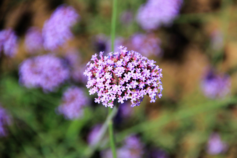 北京东方普罗旺斯薰衣草庄园,国外普罗旺斯薰衣草庄园夕阳