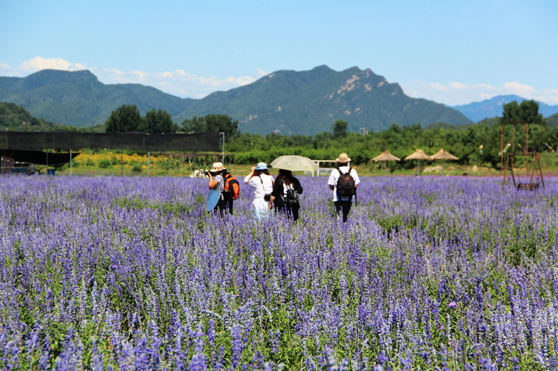 北京东方普罗旺斯薰衣草庄园,国外普罗旺斯薰衣草庄园夕阳