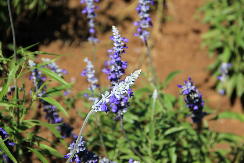 北京东方普罗旺斯薰衣草庄园,国外普罗旺斯薰衣草庄园夕阳
