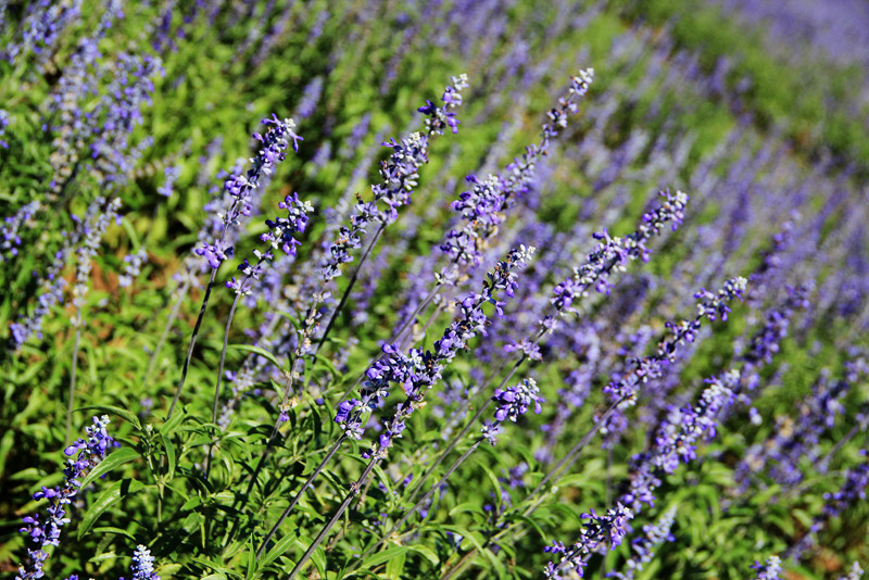 北京东方普罗旺斯薰衣草庄园,国外普罗旺斯薰衣草庄园夕阳