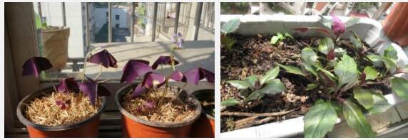 自家种的紫背菜要出水吗,天然补血菜紫背菜几月份种的