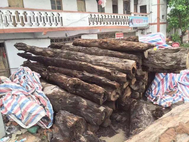 六十年代金丝楠当废品,金丝楠变废为宝