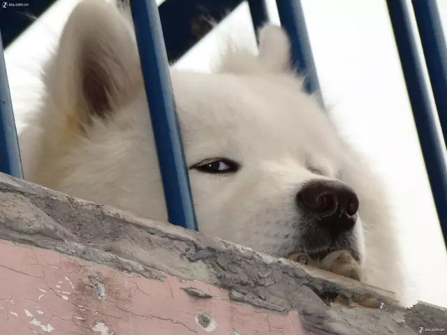 狗狗死亡率排行榜,狗狗最常见的十大疾病