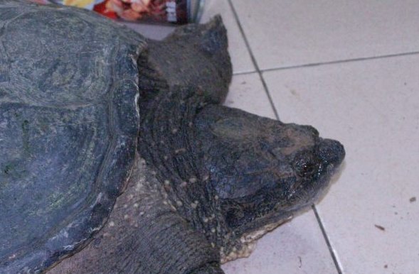 20斤大鳄龟要养多久,20斤超大鳄龟