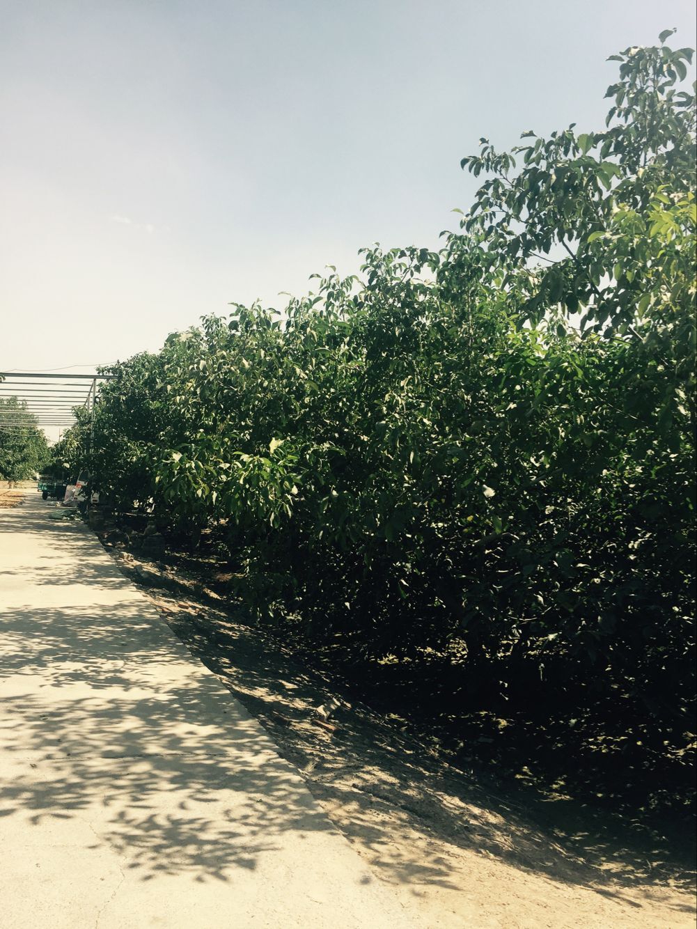 疆产核桃仁,新疆核桃和普通核桃的区别