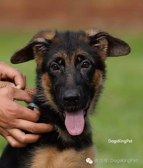 干将犬舍：魔力兹后代and皮诺后代