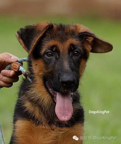 干将犬舍：魔力兹后代and皮诺后代