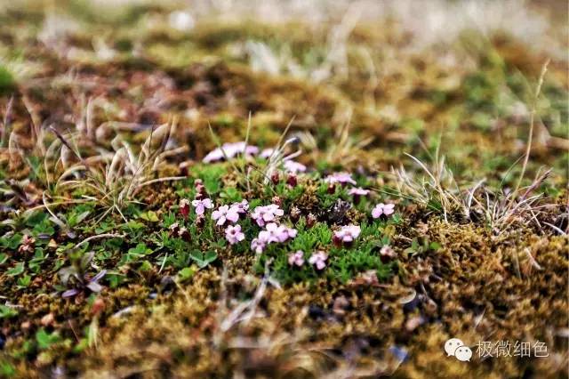 我在冰岛，带回一截漂亮的枯木