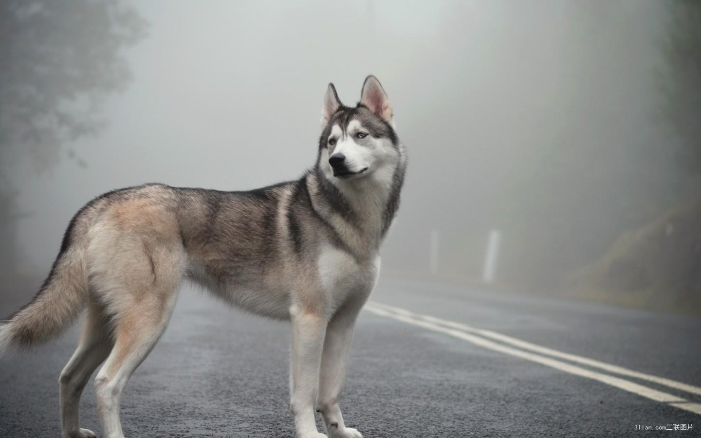 哈士奇二哈图片大全,哈士奇二次元图片