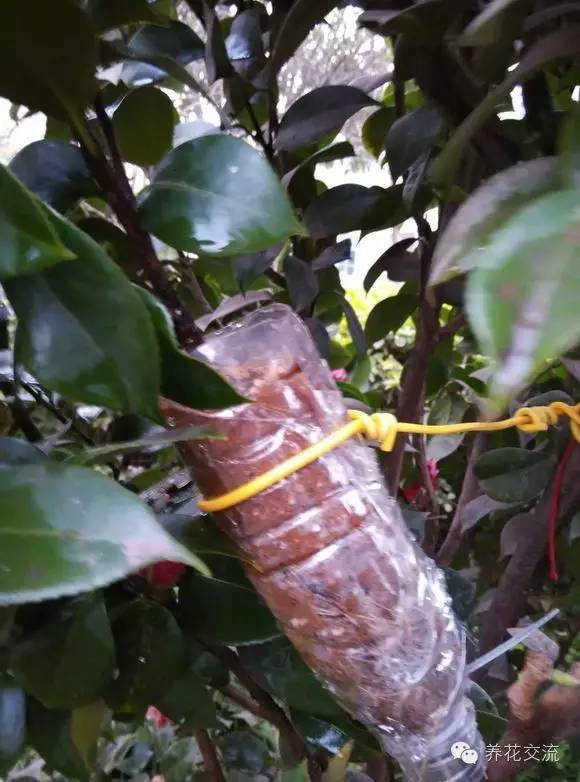 压条法繁殖植物,用压条繁殖的植物