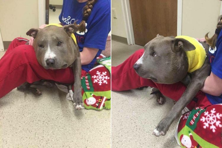 狗狗被蜜蜂蜇了多久会肿起来,狗狗脑袋肿大被主人送医