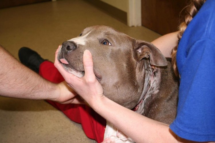 狗狗被蜜蜂蜇了多久会肿起来,狗狗脑袋肿大被主人送医