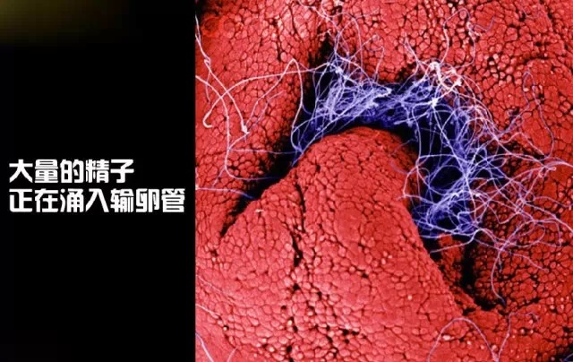 造人计划之前必须要做的几件事,造人是个很辛苦的事情