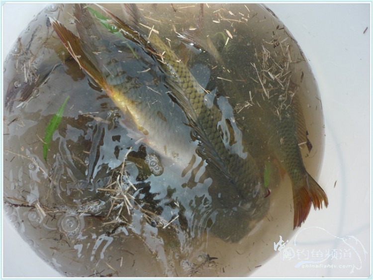 游钓中国丹江口市之行,游钓丹江300天