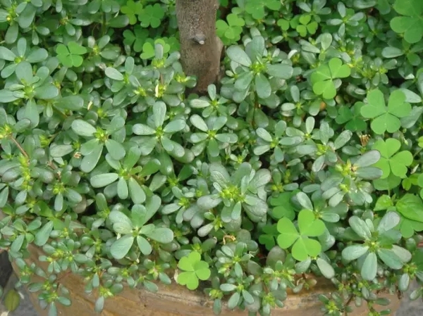 宝宝治痱子的好方法,宝宝治热痱子的妙招