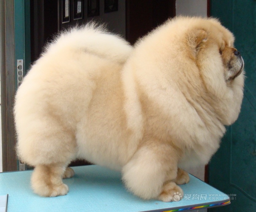 松狮霸气图片,松狮犬的特点有哪些