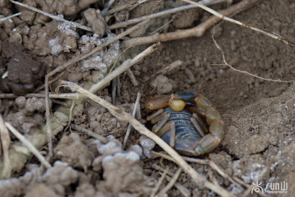 国家保护动物昆虫有哪些,十大保护动物昆虫