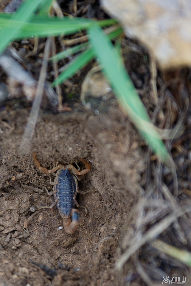 国家保护动物昆虫有哪些,十大保护动物昆虫