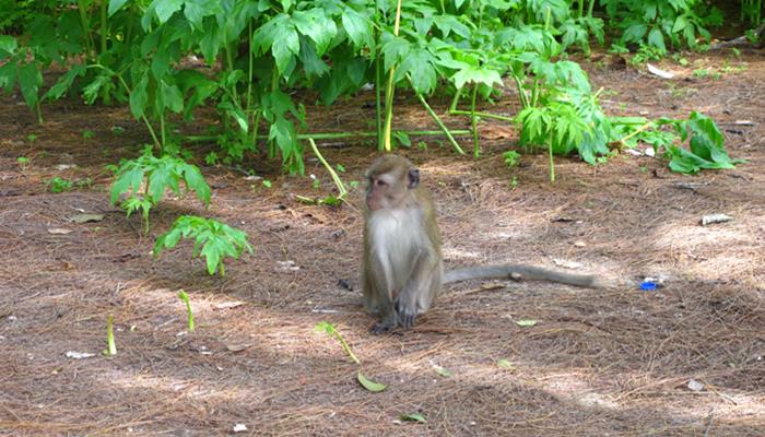 兰卡威旅游超详细攻略,去兰卡威注意事项
