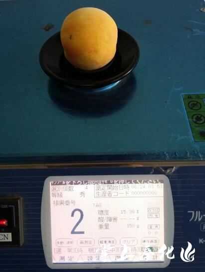 奉化黄金蜜露,奉化新鲜水蜜桃