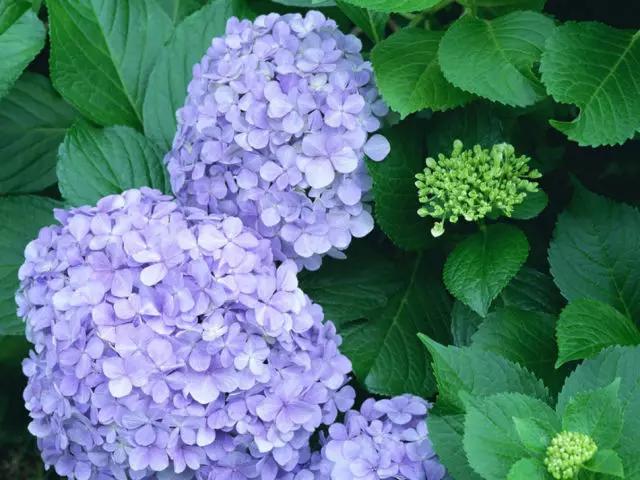 日本姑娘长什么样,想象中的日本是这样的吗