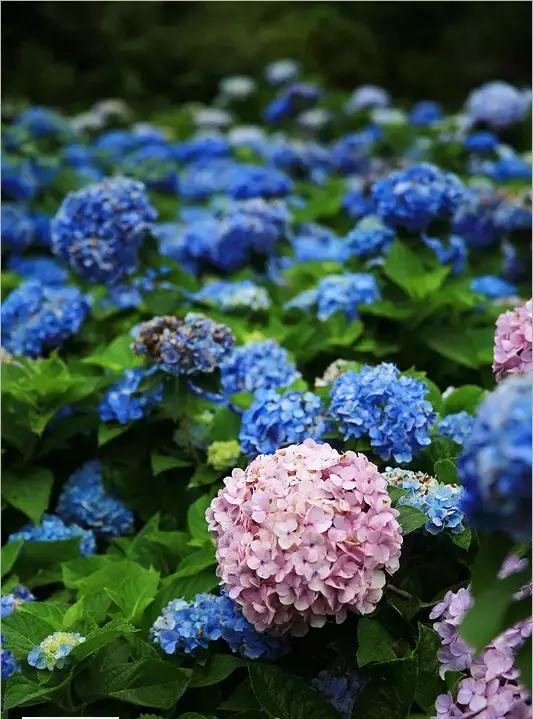 日本姑娘长什么样,想象中的日本是这样的吗