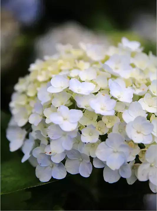 日本姑娘长什么样,想象中的日本是这样的吗