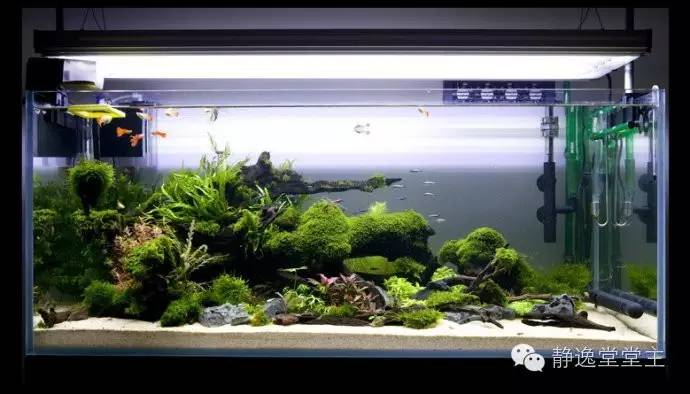 风水鱼得多大的鱼缸好呢,风水鱼该用哪种鱼缸