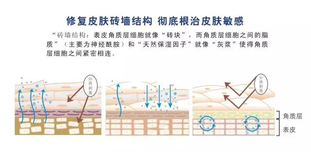 怎样增厚角质层增强皮肤免疫力,吃什么增厚脸上皮肤角质层