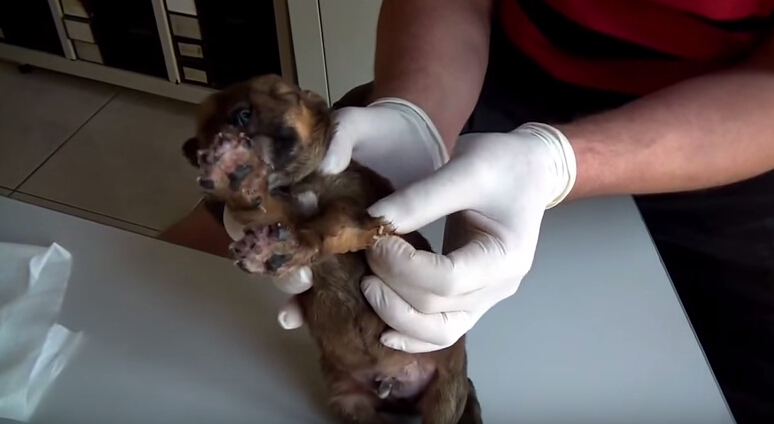 狗狗刚出生就被咬死,狗狗刚出生被轧死