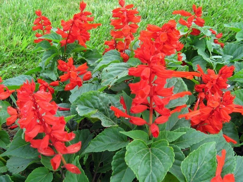 常见草本植物图片大全,十种罕见又美丽的植物图片