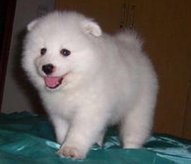 萨摩耶吃了太胖怎么减肥,萨摩耶几个月可以开始吃肉