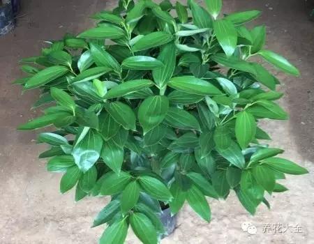 盆栽平安树黄叶怎么回事,平安树叶子下垂干枯掉落怎么办