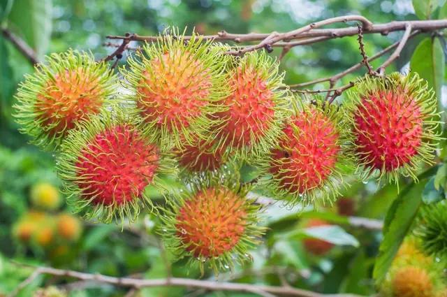 泰国红毛丹果园,泰国荔枝红毛丹