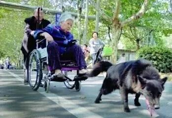 宠物感动瞬间催泪视频,宠物感人