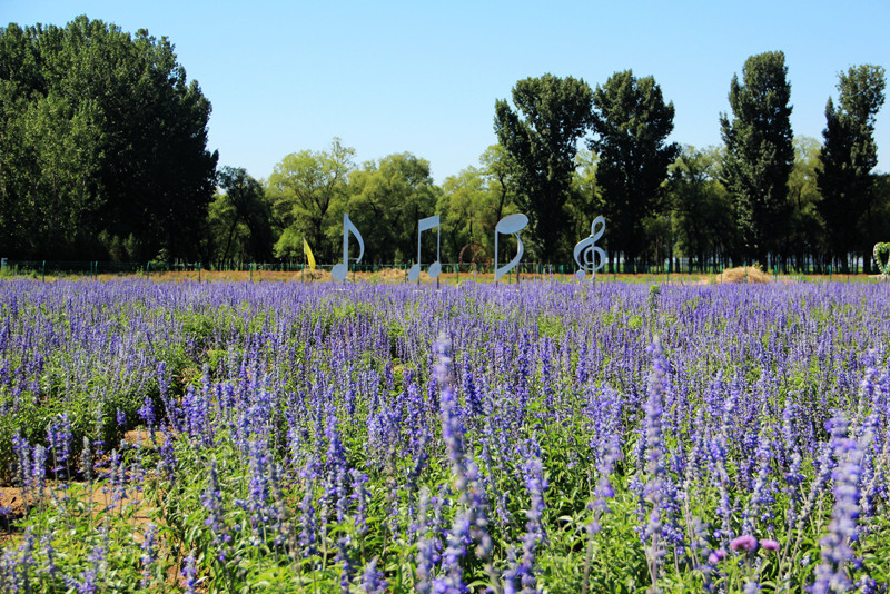北京东方普罗旺斯薰衣草庄园,国外普罗旺斯薰衣草庄园夕阳