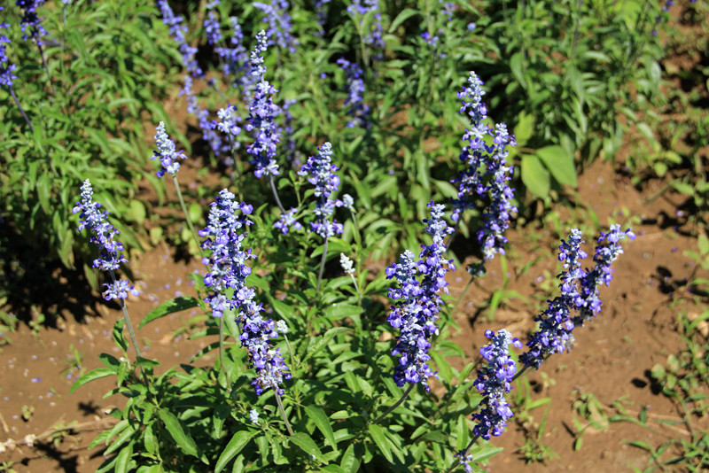 北京东方普罗旺斯薰衣草庄园,国外普罗旺斯薰衣草庄园夕阳