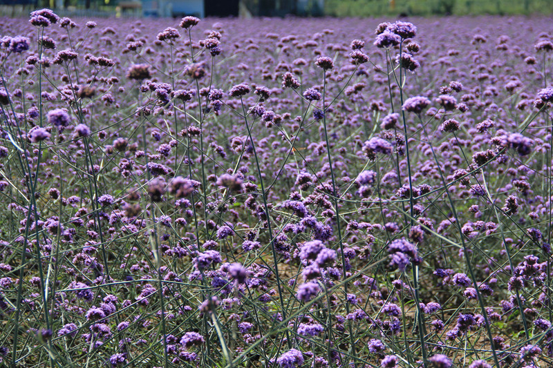北京东方普罗旺斯薰衣草庄园,国外普罗旺斯薰衣草庄园夕阳
