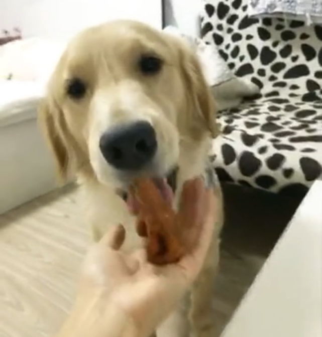 金毛把鸡爪藏在嘴里了,金毛把动物藏在嘴里