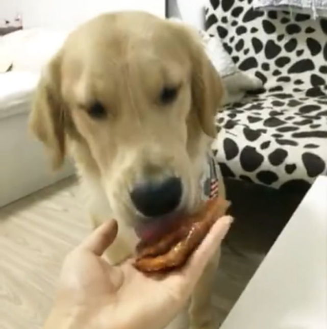 金毛把鸡爪藏在嘴里了,金毛把动物藏在嘴里