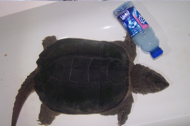 20斤大鳄龟要养多久,20斤超大鳄龟