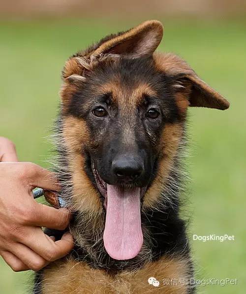 干将犬舍：魔力兹后代and皮诺后代